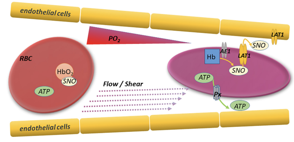 RBC deformation as it passes through a narrow vessel due to shear stress.